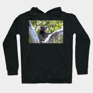 Koala in the Gumtree  - by Avril Thomas Hoodie